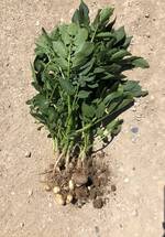 Charlotte walperswil