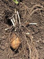 Lady claire kehrsatz