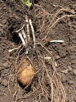 Lady claire kehrsatz